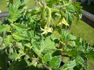It's mid-May, and I already have tomato blossoms.