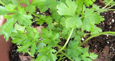 Flat leaf Italian parsley